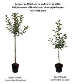 Schöner Aus Nordhausen Malus Domestica `Schöner Aus Nordhausen´ 10 Schöner Aus Nordhausen Malus Domestica `Schöner Aus Nordhausen´ -Pflanzen Verkauf 0 Baumformen Buschbaum und Halbstamm0Lhqo7QelCMm9