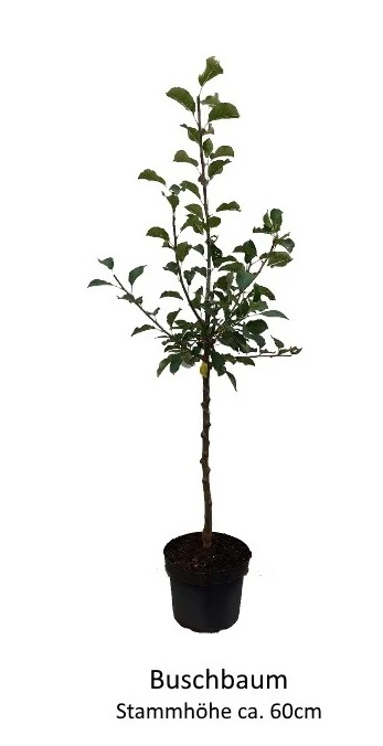 Rosette® Malus Domestica 7 Rosette® Malus Domestica – Bild 5