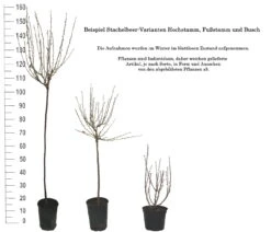 Tatjana, Grün, Fast Stachellos Ribes Uva-crispa `Tatjana´ 9 Tatjana, Grün, Fast Stachellos Ribes Uva-crispa `Tatjana´ -Pflanzen Verkauf 1 Beispiel Stachelbeeren Wuchsformen5728MZOmFH4CB
