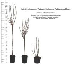 Rolan Ribes Rubrum `Rolan´ 11 Rolan Ribes Rubrum `Rolan´ -Pflanzen Verkauf 1Beispiel Johannisbeere WuchsformenubMxZbmWVRpso