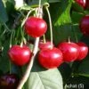 Achat Ⓢ Prunus Cerasus `Achat´ -Pflanzen Verkauf Achat sauerkirsche