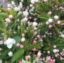 Zwerg-Zierapfel `Adirondack´ Malus ´Adirondack´ 7 Zwerg-Zierapfel `Adirondack´ Malus ´Adirondack´ -Pflanzen Verkauf Adirondack