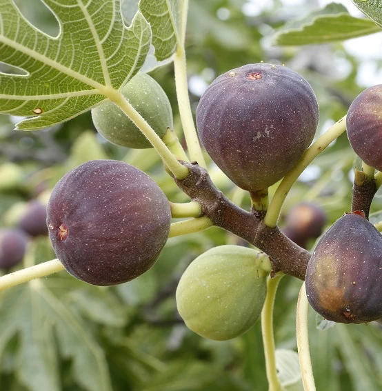 Feige Brown Turkey Ficus Carica `Brown Turkey´ 2 Feige Brown Turkey Ficus Carica `Brown Turkey´