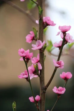 Säulen-Nektarine `Alice Col´ Ⓢ Prunus Nucipersica `Alice Col´ 8 Säulen-Nektarine `Alice Col´ Ⓢ Prunus Nucipersica `Alice Col´ -Pflanzen Verkauf Alice Col Bl te