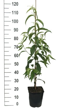 Säulen-Nektarine `Alice Col´ Ⓢ Prunus Nucipersica `Alice Col´ 9 Säulen-Nektarine `Alice Col´ Ⓢ Prunus Nucipersica `Alice Col´ -Pflanzen Verkauf Alice Col weiss