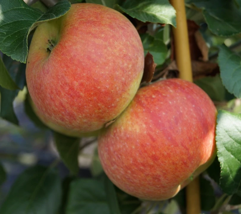 Alkmene Malus Domestica 4 Alkmene Malus Domestica – Bild 2