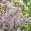 Säulenzierkirsche `Amanogawa´ Prunus Serrulata `Amanogawa´ 1 Säulenzierkirsche `Amanogawa´ Prunus Serrulata `Amanogawa´ -Pflanzen Verkauf Amanogawa