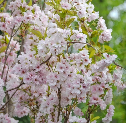 Säulenzierkirsche `Amanogawa´ Prunus Serrulata `Amanogawa´ 3 Säulenzierkirsche `Amanogawa´ Prunus Serrulata `Amanogawa´
