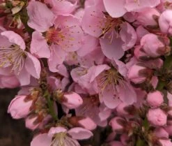 Zwergpfirsich `Amber® Pix ZeeⓈ´ Prunus Persica -Pflanzen Verkauf Amber Pix Zee