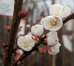 Ungarische Beste Prunus Armeniaca `Ungarische Beste´ -Pflanzen Verkauf Aprikose Bl te