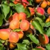 Aprikose `Colorado´ Prunus Armeniaca `Colorado´ -Pflanzen Verkauf Aprikose Colorado1