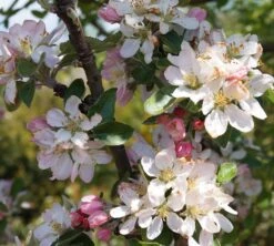 Säulenapfel Arbat ® Malus Domestica -Pflanzen Verkauf Arbat Bl te