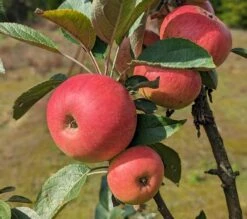 Säulenapfel Arbat ® Malus Domestica -Pflanzen Verkauf Arbat S ulenapfel2
