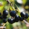 Aronia Aron - Großfrüchtige Apfelbeere Aronia Melanocarpa `Aron´ 2 Aronia Aron - Großfrüchtige Apfelbeere Aronia Melanocarpa `Aron´ -Pflanzen Verkauf Aronia