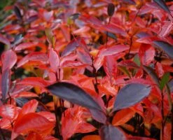 Aronia- Apfelbeere Hugin Aronia Melanocarpa `Hugin´ 7 Aronia- Apfelbeere Hugin Aronia Melanocarpa `Hugin´ -Pflanzen Verkauf Aronia Hugin Herbstf rbung