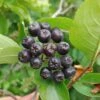 Aronia- Apfelbeere Hugin Aronia Melanocarpa `Hugin´ 1 Aronia- Apfelbeere Hugin Aronia Melanocarpa `Hugin´ -Pflanzen Verkauf Aronia33