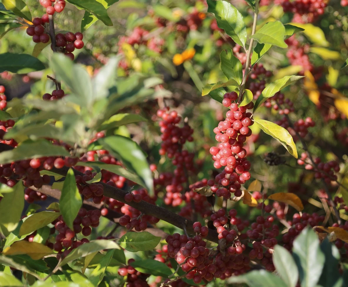 Silberblättrige Büffelbeere Sheperdia Argentea 3 Silberblättrige Büffelbeere Sheperdia Argentea