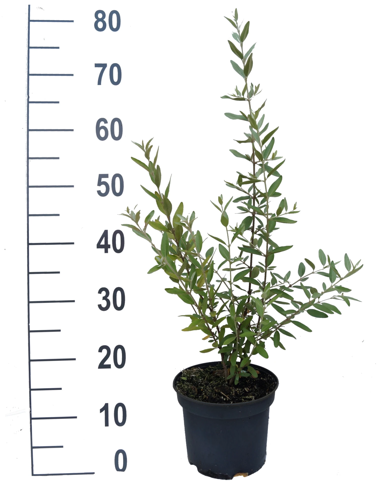 Silberblättrige Büffelbeere Sheperdia Argentea 5 Silberblättrige Büffelbeere Sheperdia Argentea – Bild 3