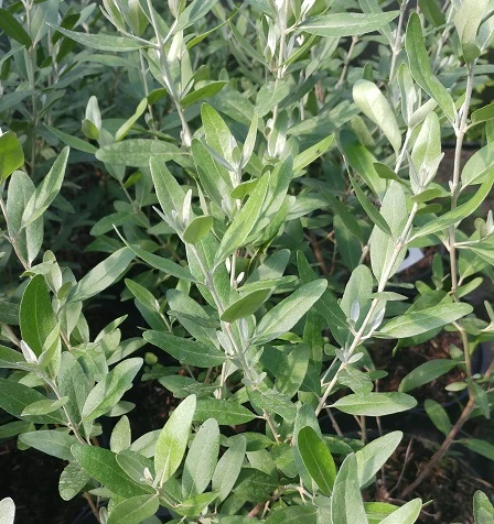 Silberblättrige Büffelbeere Sheperdia Argentea 4 Silberblättrige Büffelbeere Sheperdia Argentea – Bild 2