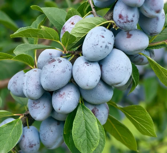 Bühler Frühzwetsche Prunus Domestica `Bühler Frühzwetsche´ 3 Bühler Frühzwetsche Prunus Domestica `Bühler Frühzwetsche´