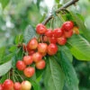 Büttner´s Rote Knorpelkirsche Prunus Avium `Büttner´s Rote Knorpelkirsche´ 1 Büttner´s Rote Knorpelkirsche Prunus Avium `Büttner´s Rote Knorpelkirsche´ -Pflanzen Verkauf B ttners