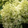 Rispenhortensie `Bobo®´ Hydrangea Paniculata `Bobo´ 1 Rispenhortensie `Bobo®´ Hydrangea Paniculata `Bobo´ -Pflanzen Verkauf BOBO
