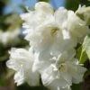 Bauern-Jasmin `Schneesturm´ Philadelphus Coronarius `Schneesturm´ -Pflanzen Verkauf Bauern Jasmin Schneesturm 2