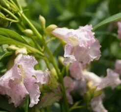 Sommerglocke / Baumoleander `Summer Bells´ Chitalpa Tashkentensis `Summer Bells´ 10 Sommerglocke / Baumoleander `Summer Bells´ Chitalpa Tashkentensis `Summer Bells´ -Pflanzen Verkauf Baumoleander Summer Bells 1