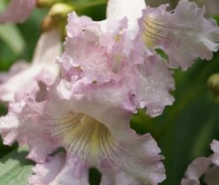 Sommerglocke / Baumoleander `Summer Bells´ Chitalpa Tashkentensis `Summer Bells´ 9 Sommerglocke / Baumoleander `Summer Bells´ Chitalpa Tashkentensis `Summer Bells´ -Pflanzen Verkauf Baumoleander Summer Bells 4