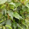 Bayernkiwi Männlich (Befruchtersorte) Actinidia Arguta 1 Bayernkiwi Männlich (Befruchtersorte) Actinidia Arguta -Pflanzen Verkauf Bayernkiwi m nnlich