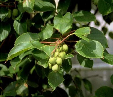 Bayern-Kiwi Set Actinida Arguta 3 Bayern-Kiwi Set Actinida Arguta