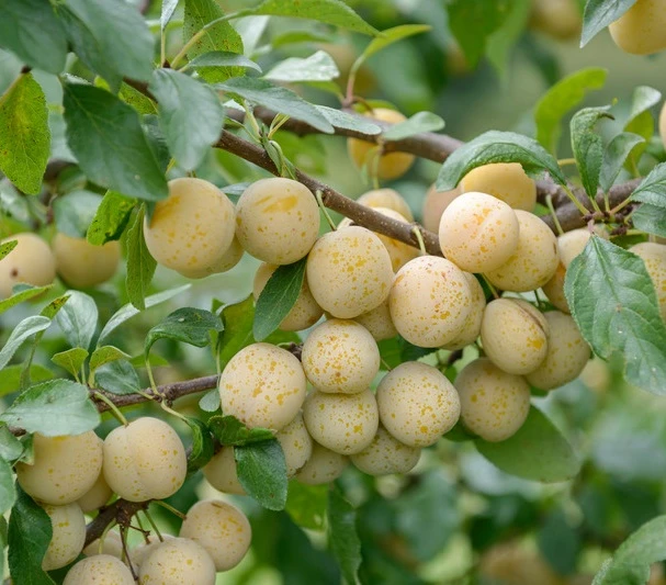 Mirabelle `Bellamira´ ® Prunus Domestica Subsp. Syriaca `Bellamira´ 3 Mirabelle `Bellamira´ ® Prunus Domestica Subsp. Syriaca `Bellamira´