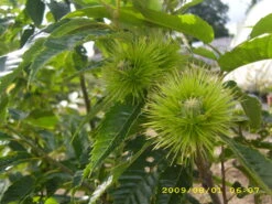 Esskastanie `Belle Epine´ Castanea Sativa `Belle Epine´ -Pflanzen Verkauf Belle Epine