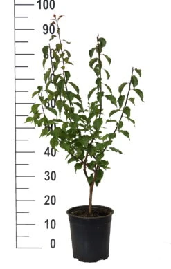 Japanische Zier-Aprikose `Beni-chi-dori´ Prunus Mume `Beni-chi-dori´ 9 Japanische Zier-Aprikose `Beni-chi-dori´ Prunus Mume `Beni-chi-dori´ -Pflanzen Verkauf Beni chi dori Zieraprikose