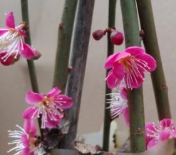 Japanische Zier-Aprikose `Beni-chi-dori´ Prunus Mume `Beni-chi-dori´ 8 Japanische Zier-Aprikose `Beni-chi-dori´ Prunus Mume `Beni-chi-dori´ -Pflanzen Verkauf Benichidori