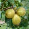 Benita®, Kreuzung Aus Birne Und Nashi Pyrus Pyrifolia `Benita´ 1 Benita®, Kreuzung Aus Birne Und Nashi Pyrus Pyrifolia `Benita´ -Pflanzen Verkauf Benita 2