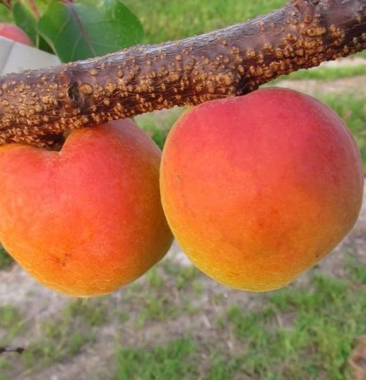 Säulen-Aprikose `Armi-Col´ 150-175cm Prunus Armeniaca `Armi-Col´ 3 Säulen-Aprikose `Armi-Col´ 150-175cm Prunus Armeniaca `Armi-Col´