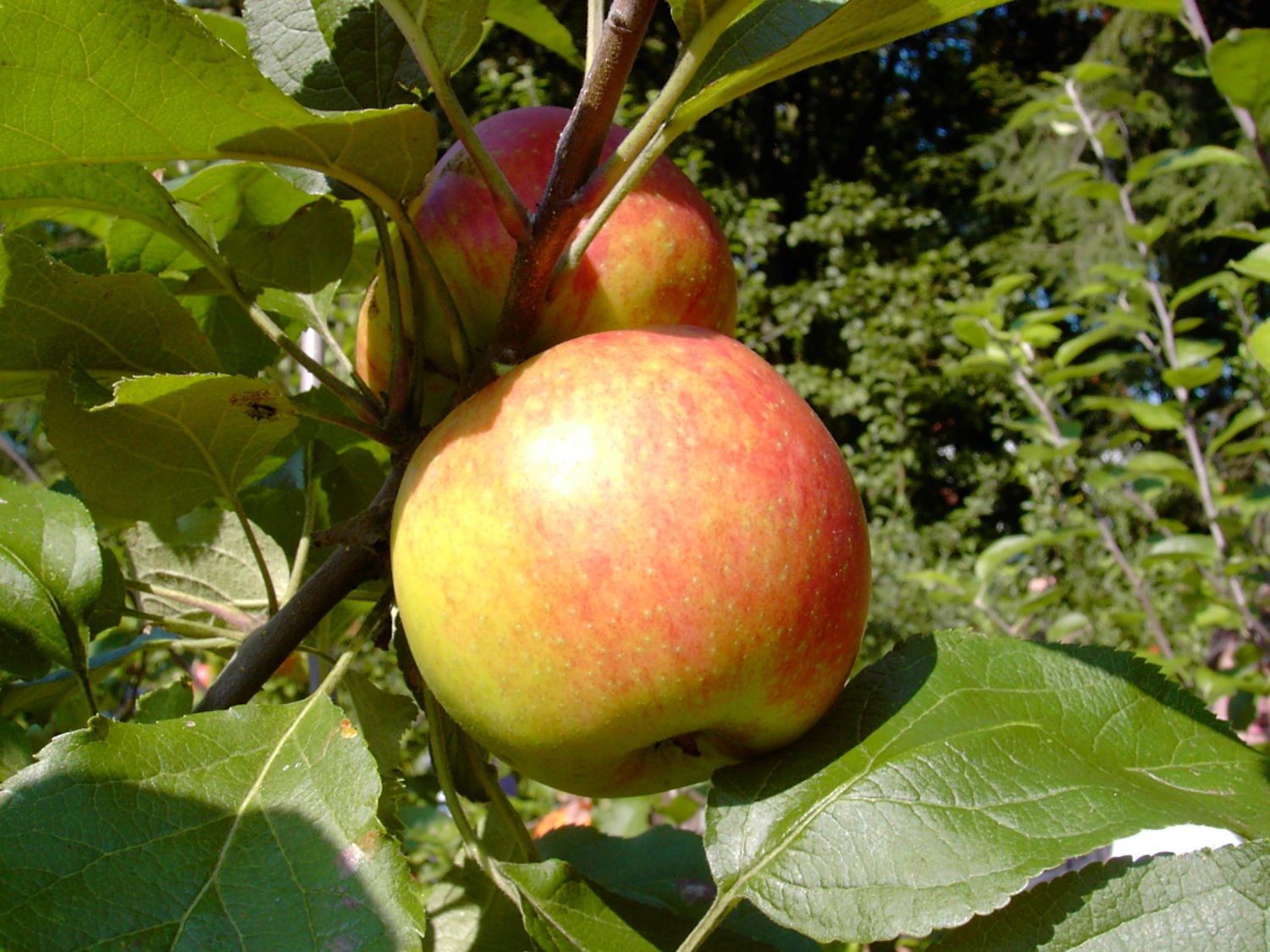 Biesterfelder Renette Malus Domestica 4 Biesterfelder Renette Malus Domestica – Bild 2