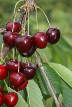 Säulenkirsche `Claudia´ Prunus Avium `Claudia´