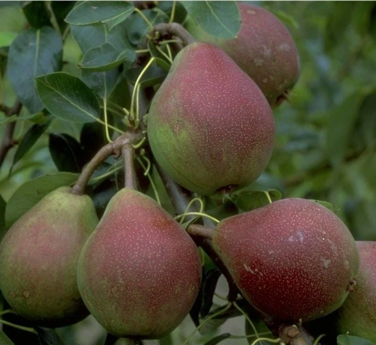 Clapps Liebling Pyrus Communis `Clapp´s Liebling´ 3 Clapps Liebling Pyrus Communis `Clapp´s Liebling´