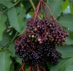 Holunder Haschberg Sambucus Nigra `Haschberg´ 11 Holunder Haschberg Sambucus Nigra `Haschberg´ -Pflanzen Verkauf Bilder Green Base 075