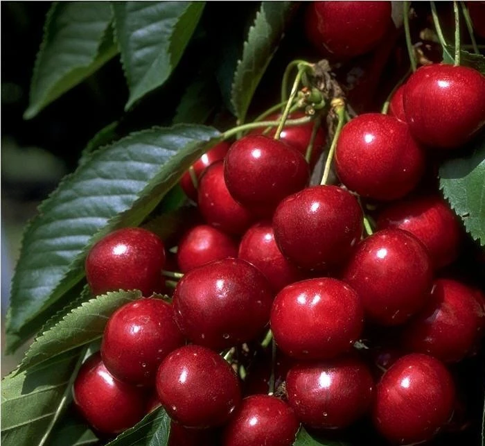 Säulenkirsche `Victoria´ Prunus Avium `Viktoria´ 3 Säulenkirsche `Victoria´ Prunus Avium `Viktoria´