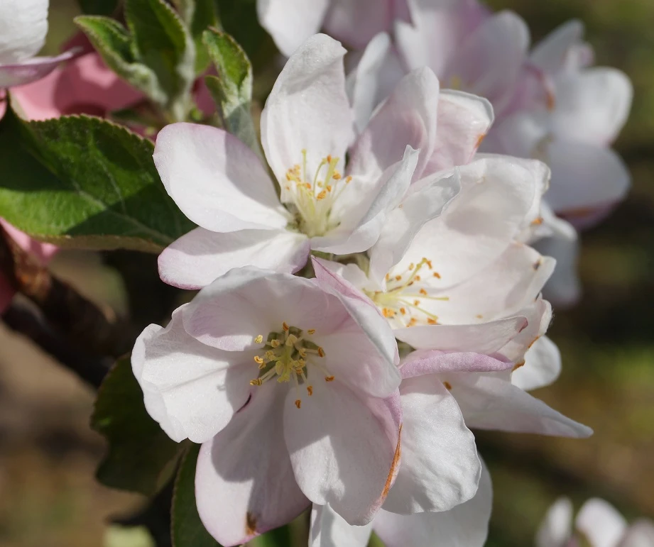 Säulenapfel `Goldcats´ Malus Domestica `Goldcats´ 4 Säulenapfel `Goldcats´ Malus Domestica `Goldcats´ – Bild 2