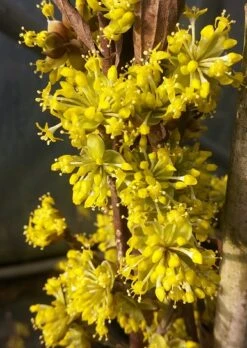 Pflanzen Verkauf -Pflanzen Verkauf Bl te Jolico kornelkirsche