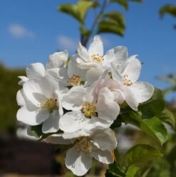Zierapfel `Red Sentinel´ Malus `Red Sentinel´ -Pflanzen Verkauf Bl te Red Sentinel