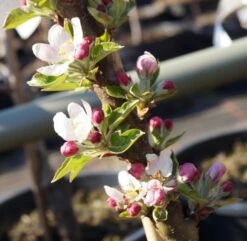 Säulenapfel Rhapsodie Ⓢ Malus Domestica 6 Säulenapfel Rhapsodie Ⓢ Malus Domestica -Pflanzen Verkauf Bl te S ulenapfel