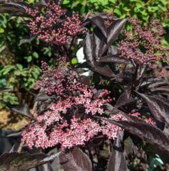 Rotblättriger Holunder `Black Beauty´ Sambucus Nigra `Black Beauty´ -Pflanzen Verkauf Black Beauty1