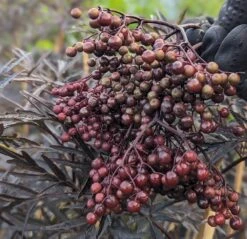 Holunder Black Lace ® Sambucus Nigra `Black Lace´ 11 Holunder Black Lace ® Sambucus Nigra `Black Lace´ -Pflanzen Verkauf Black Lace Furcht