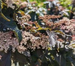 Holunder-Säule Black Tower (R) Sambucus Nigra `Black Tower´ 10 Holunder-Säule Black Tower (R) Sambucus Nigra `Black Tower´ -Pflanzen Verkauf Black Tower1