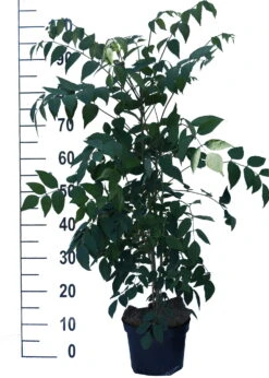 Blauschote / Blaugurkenbaum Decaisnea Fargesii 8 Blauschote / Blaugurkenbaum Decaisnea Fargesii -Pflanzen Verkauf Blauschote Decaisnea weiss